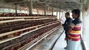 Visiting a poultry farm