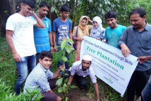 tree plantation