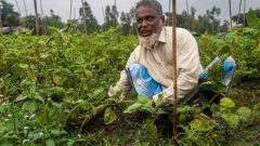 Visually impaired working on vegetable field