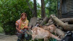 Physically challenged woman with her three goats
