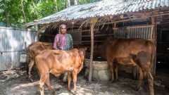 A women with disability with her 3 cows in front of her village home
