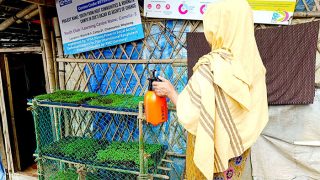 YPSA's Microgreens Project: A Livelihood Initiative in Rohingya Camp
