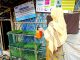 YPSA's Microgreens Project: A Livelihood Initiative in Rohingya Camp