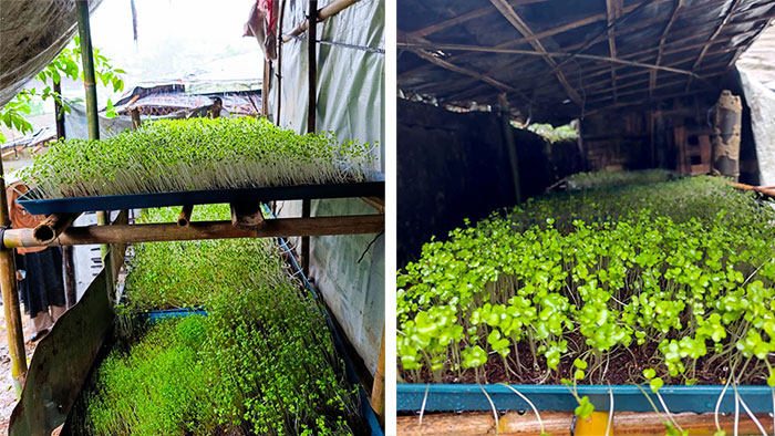 Tray-based microgreens cultivation