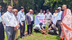 Tree plantation at CU